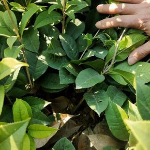 桂花树苗丹桂金桂朱砂桂浓香型桂花大树景观绿化桂花成都苗圃直销