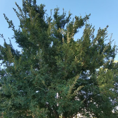 榔榆小苗树苗老桩大树盆景