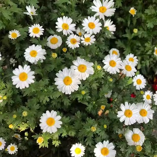 春白菊盆栽基地现发规格齐全别墅小区绿化工程苗花镜植物装饰美观