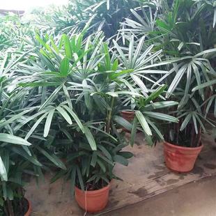 棕竹矮棕榈一叶兰盆栽客厅阳台庭院摆放绿植观叶植物耐寒苗圃直发