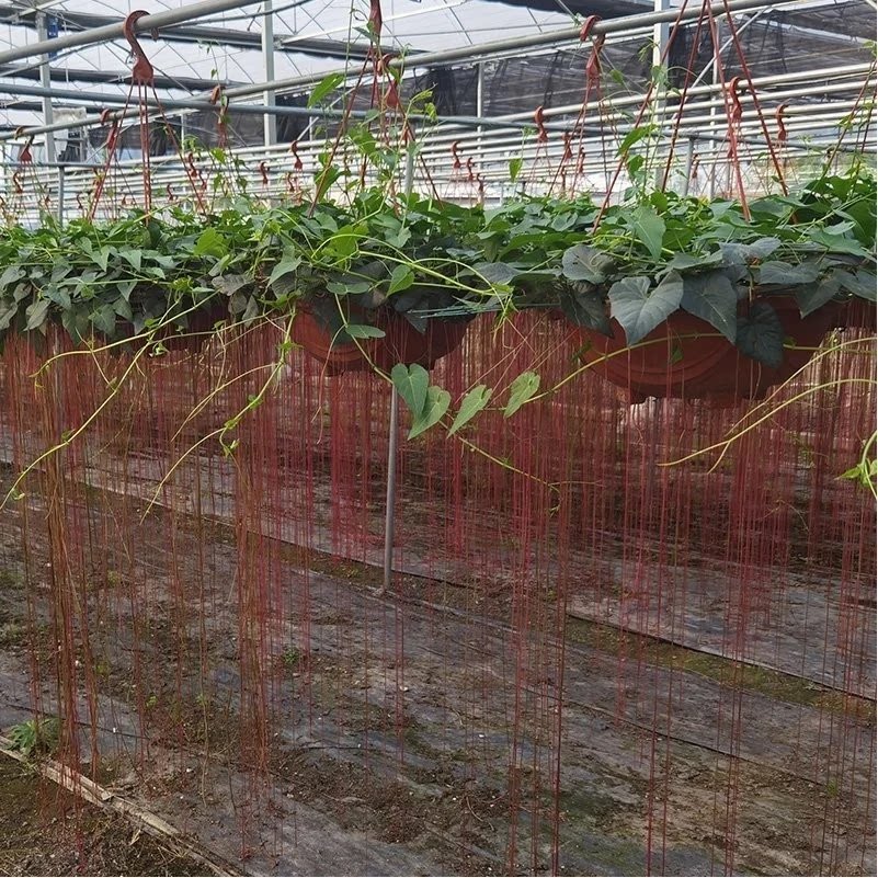 一帘幽梦锦屏藤苗爬藤植物垂吊龙须藤蔓阳台庭院景观植物基地直发
