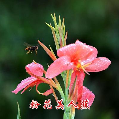 水生挺水植物红黄粉花美人蕉紫叶绿叶庭院池塘湿地公园工程绿化苗