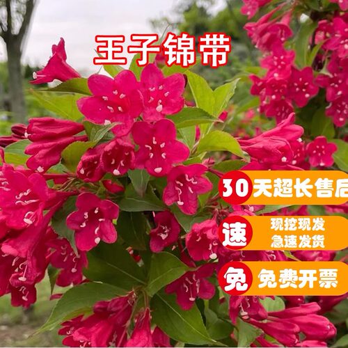 红王子锦带花苗盆栽球形棒棒糖庭院花园道路绿化花灌木常绿植物