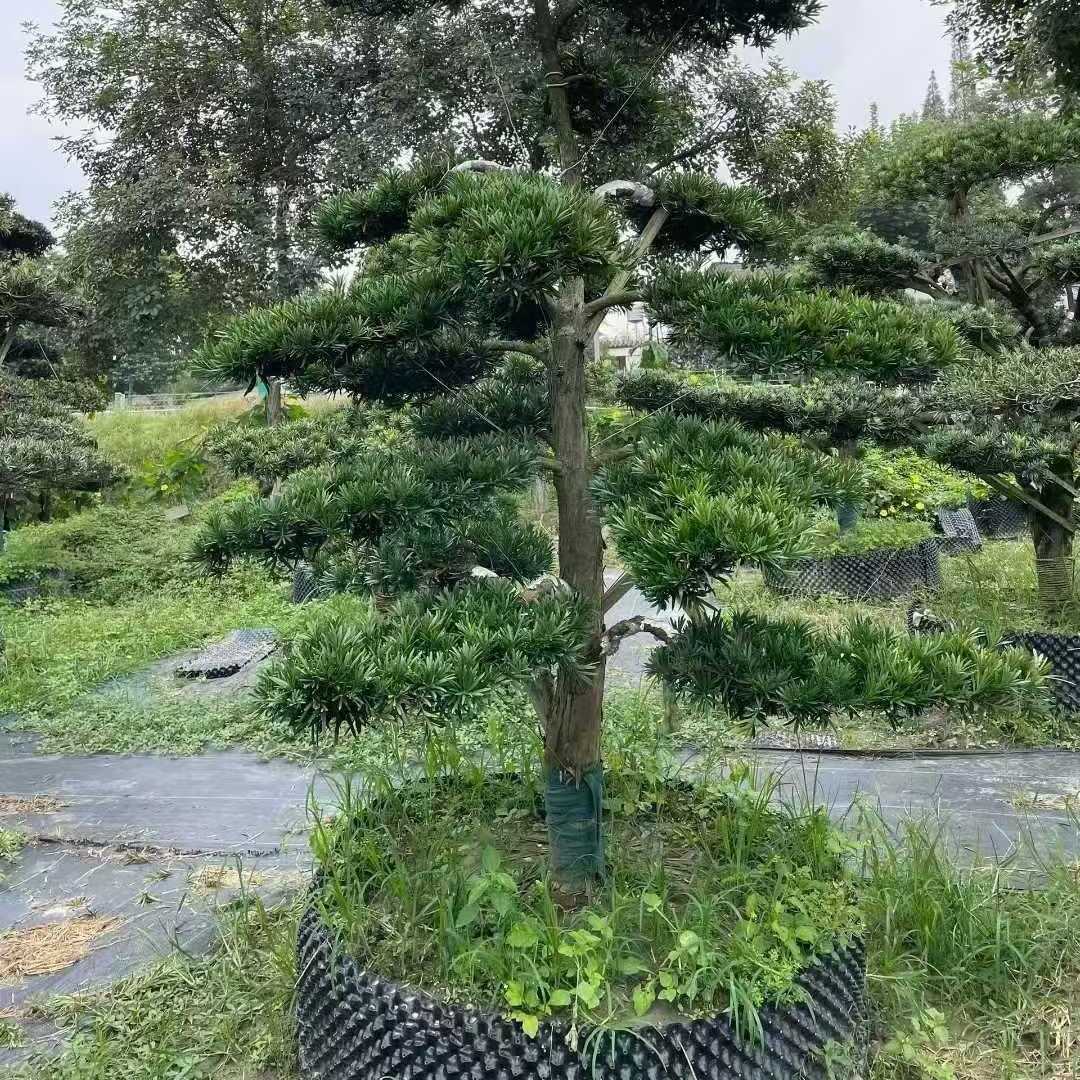 罗汉松树苗别墅庭院盆景景观树