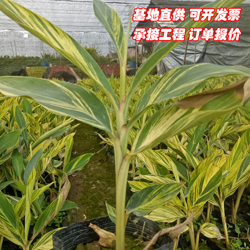 成都本地花叶良姜观叶赏花花叶艳山姜花香五彩叶花香清纯好种易活