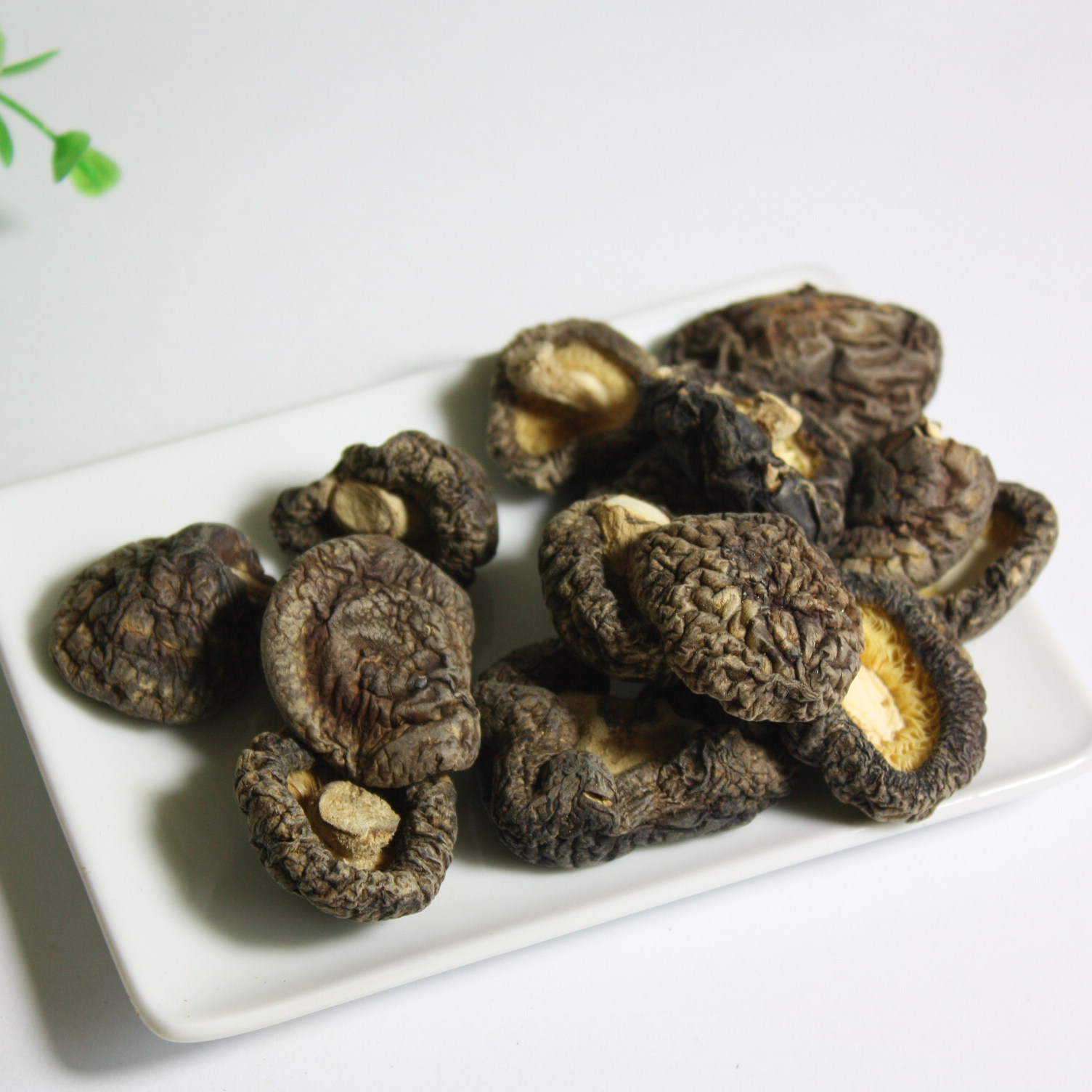 丽江优质家养小香菇剪脚短柄 肉厚味香云南土特产干货50克