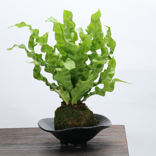 侘寂风水培苔藓球绿植陶瓷花盆红磷蕨狼尾蕨专用花盆客厅桌面无孔