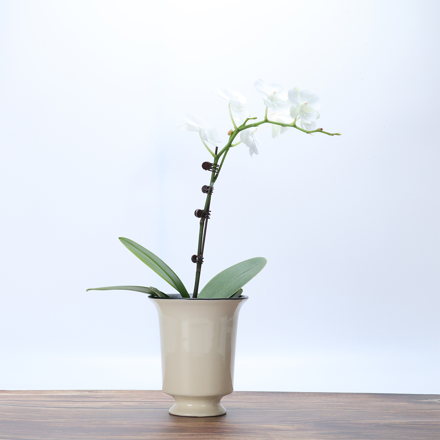 简约现代风圆形花卉绿植盆栽