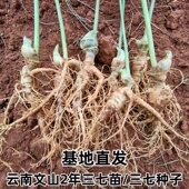 云南文山三七活苗三七种植苗药材田七三七幼苗种子植物可盆栽 包邮