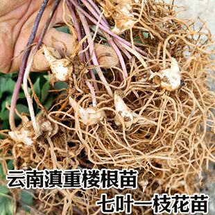 云南滇重楼苗七叶一枝花苗 重楼种苗云南小苗高杆名贵中药材防蛇