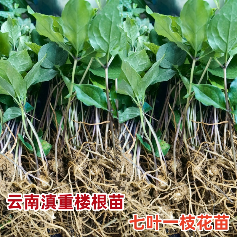 云南滇重楼苗七叶一枝花苗 重楼种苗云南小苗高杆名贵材防蛇