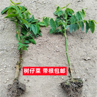 树仔菜天绿香广东潮汕菜耐晒树仔菜盆栽绿植树仔菜海南树菜守宫木