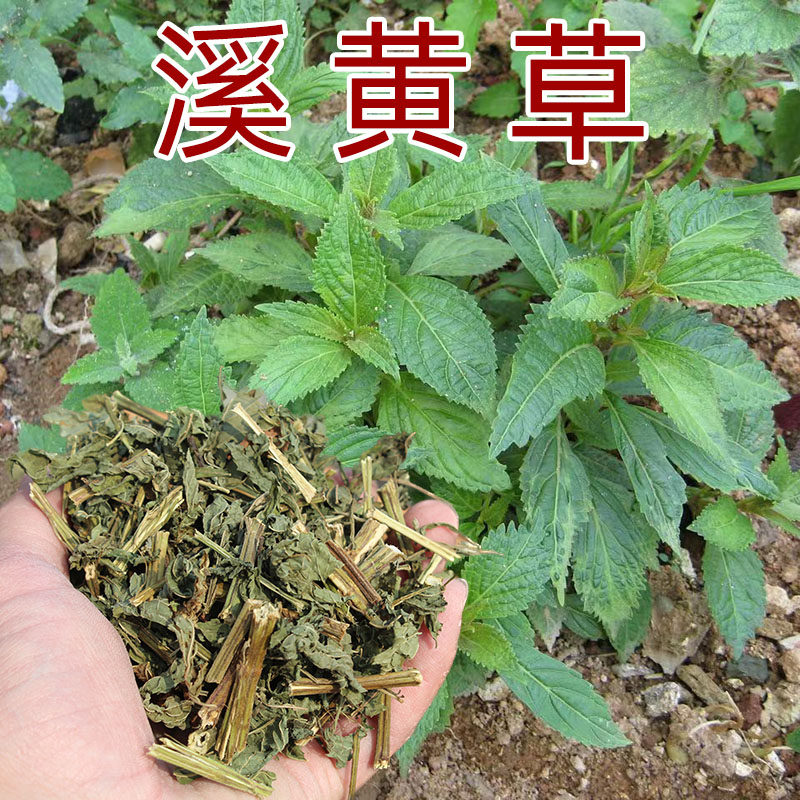 溪黄草新鲜干货农村中药材