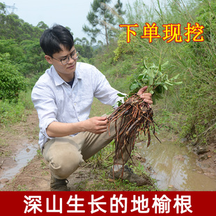 地榆根部新鲜深山现挖500g包邮 山地瓜黄爪香 农家自晒地榆根干