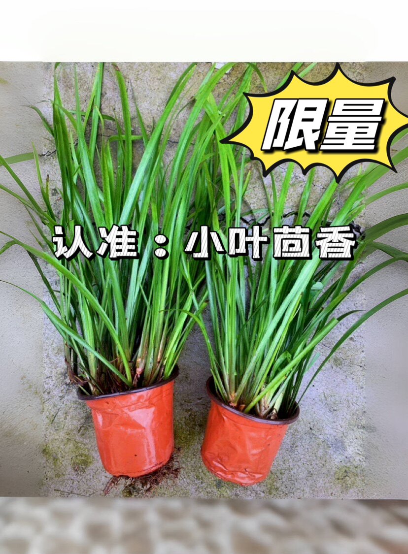 山奈五香草茴香菖蒲随手香盆景观叶观花食用种苗包邮包存活包新鲜
