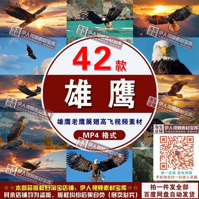 雄鹰老鹰视频素材雄鹰展翅高飞遨游天空志向高远奋进励志视频素材