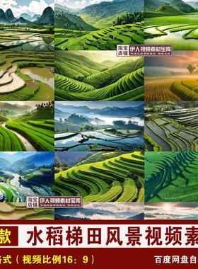 YR25-梯田水稻视频绿色农业梯田农作物新农村乡村振兴视频素材