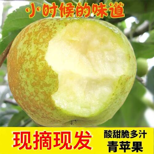 四川省大凉山盐源金帅青苹果当季新鲜酸甜麻点脆孕妇水果非丑苹果
