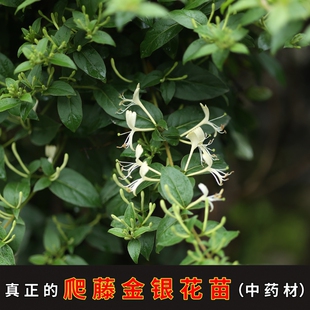 金银花苗爬藤金银花忍冬藤金银花中药材金银花藤中草药清火明目