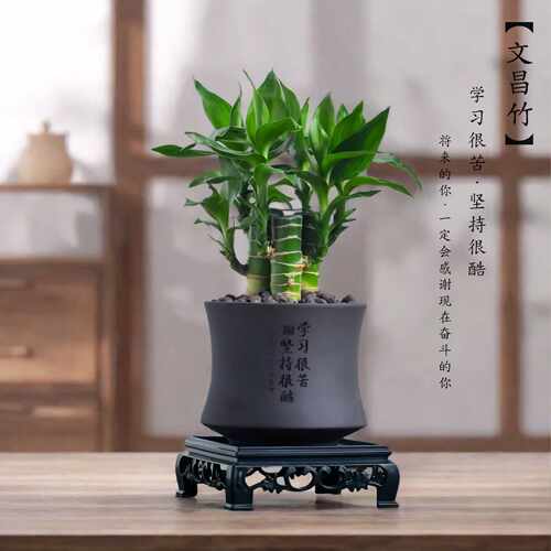 带根文昌竹金榜提名办公室内书桌