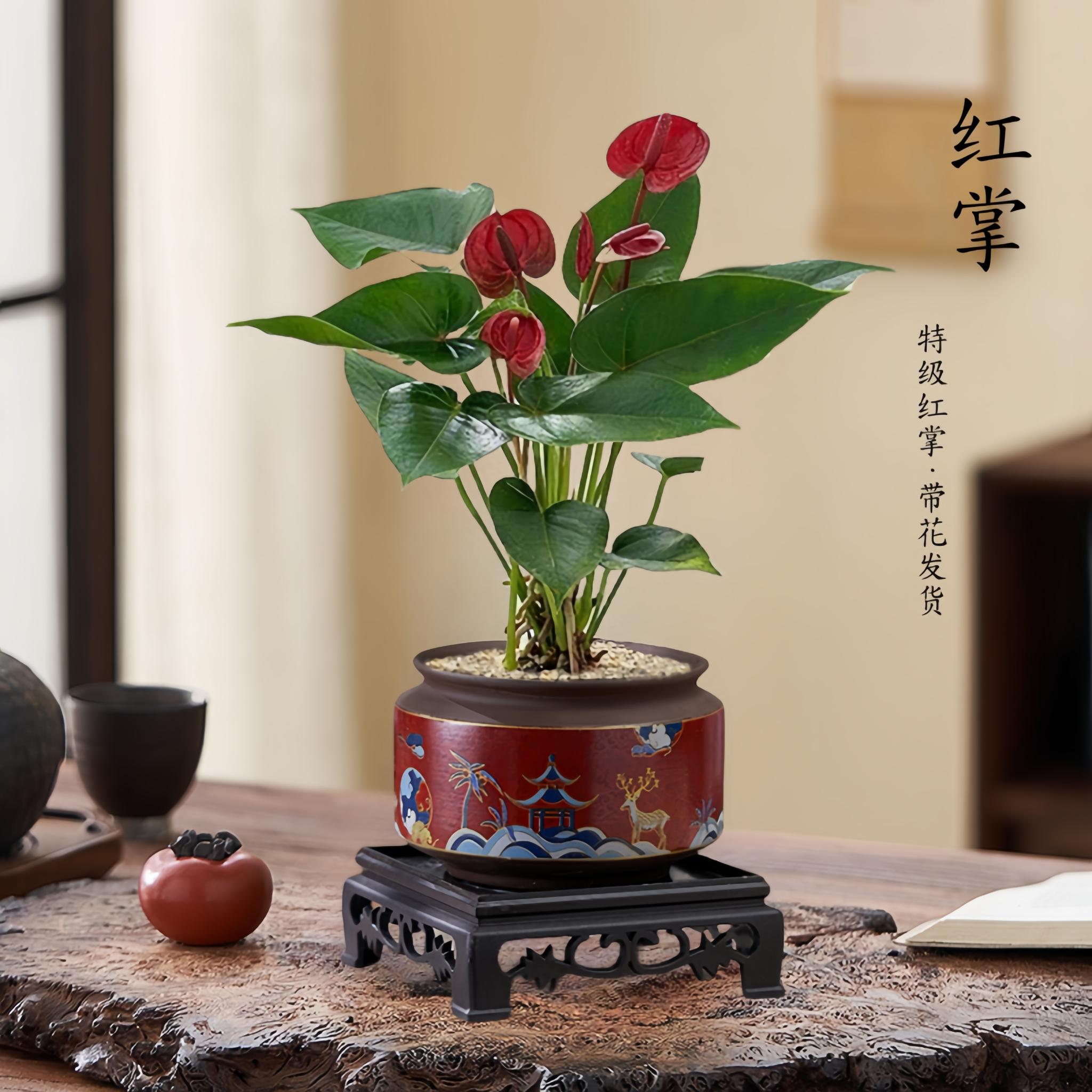 好养活四季红掌一帆风顺鸿运当头