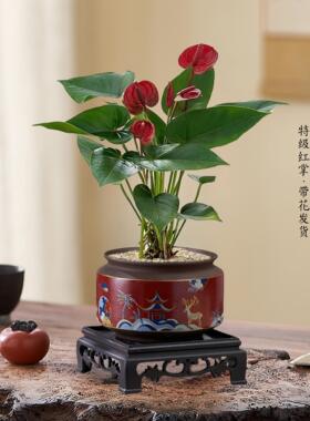 特级红掌盆栽一帆风顺白掌花卉植物室内好养绿植鸿运当头四季开花