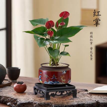 特级红掌盆栽一帆风顺白掌花卉植物室内好养绿植鸿运当头四季开花