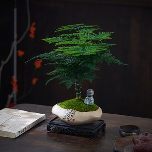 文竹盆栽室内植物客厅桌面办公室绿植四季常青好养活云竹老桩盆景