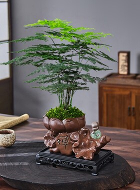 文竹盆栽室内植物绿植