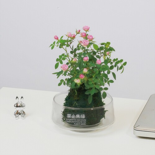 姬月季苔藓球水培带苞桌面阳台