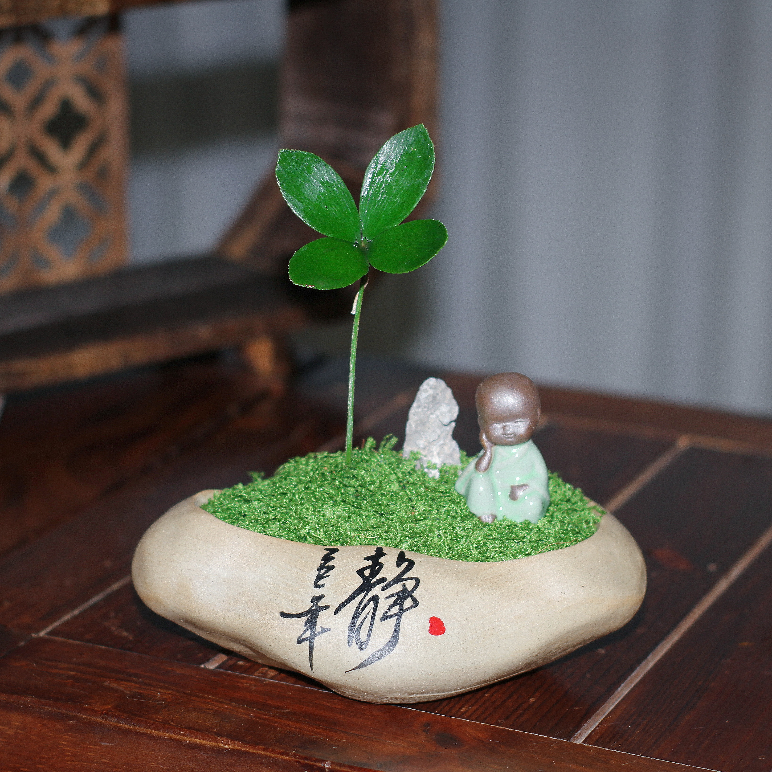 墨西哥铁树幸运四叶草迷你绿植