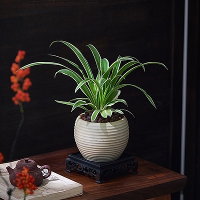 金边吊兰花吊篮盆栽绿植