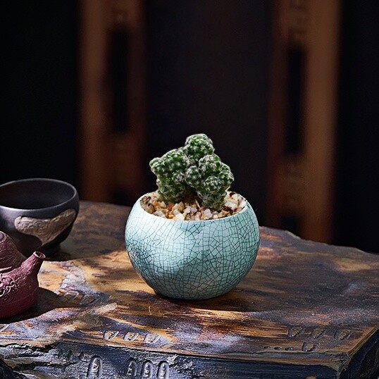 白鸟仙人球毛毛仙人球多肉绿植物图片