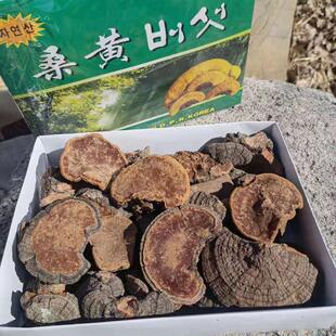 散装 包邮 产地大兴安岭然桑黄灵芝松针层孔菌林芝配送礼盒500g