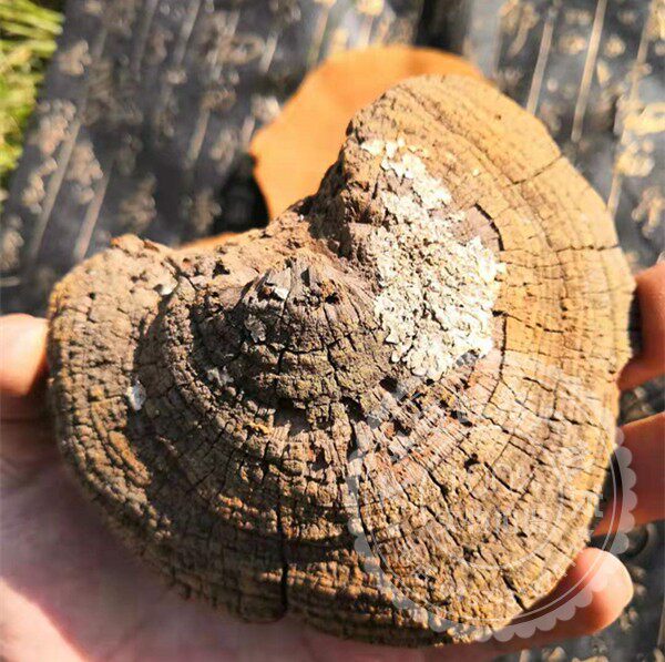 散装东北云南野生桑黄灵芝孔菌散挑选大个500克整枝无柄桑树