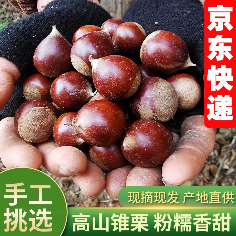 2026年福建锥栗新货现摘新鲜板栗