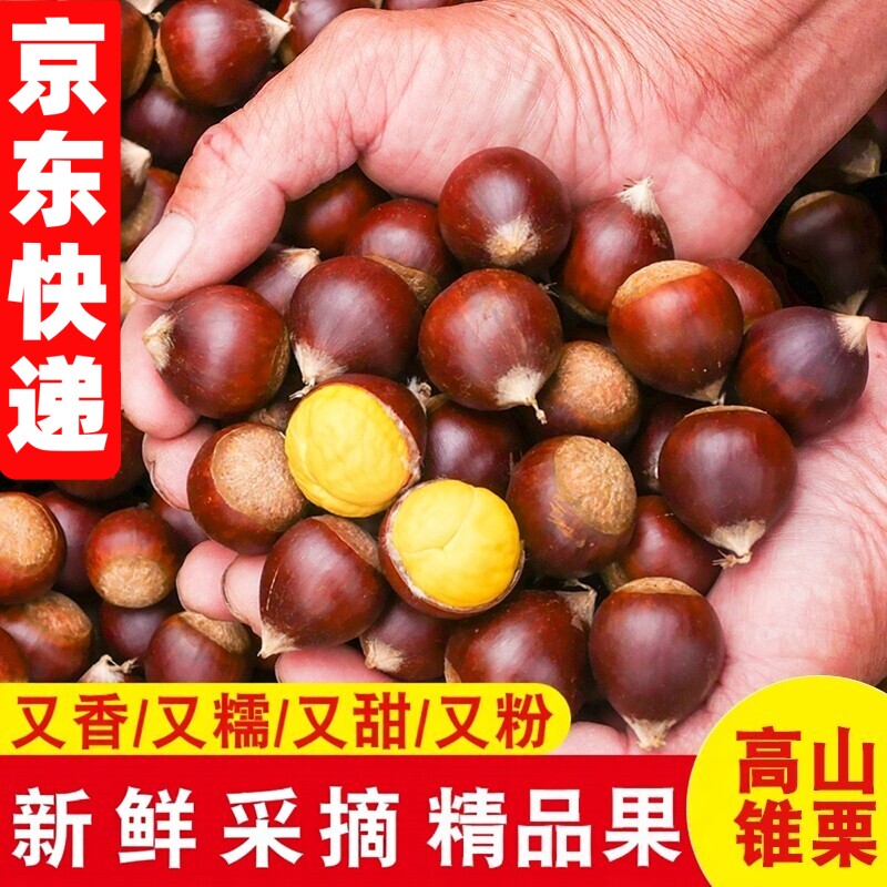 福建锥栗生新鲜现摘毛栗子板栗子