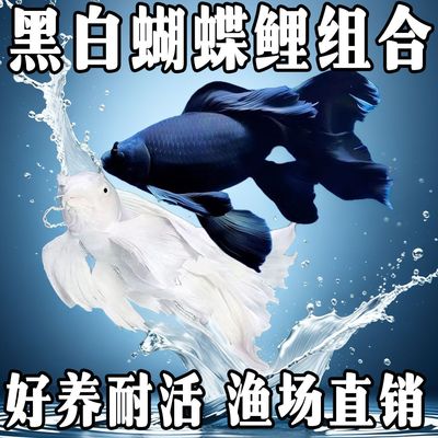 蝴蝶鲤普身短身贵妃黄金锦鲤白金龙凤白蝴蝶黑彗星观赏鱼耐活好养
