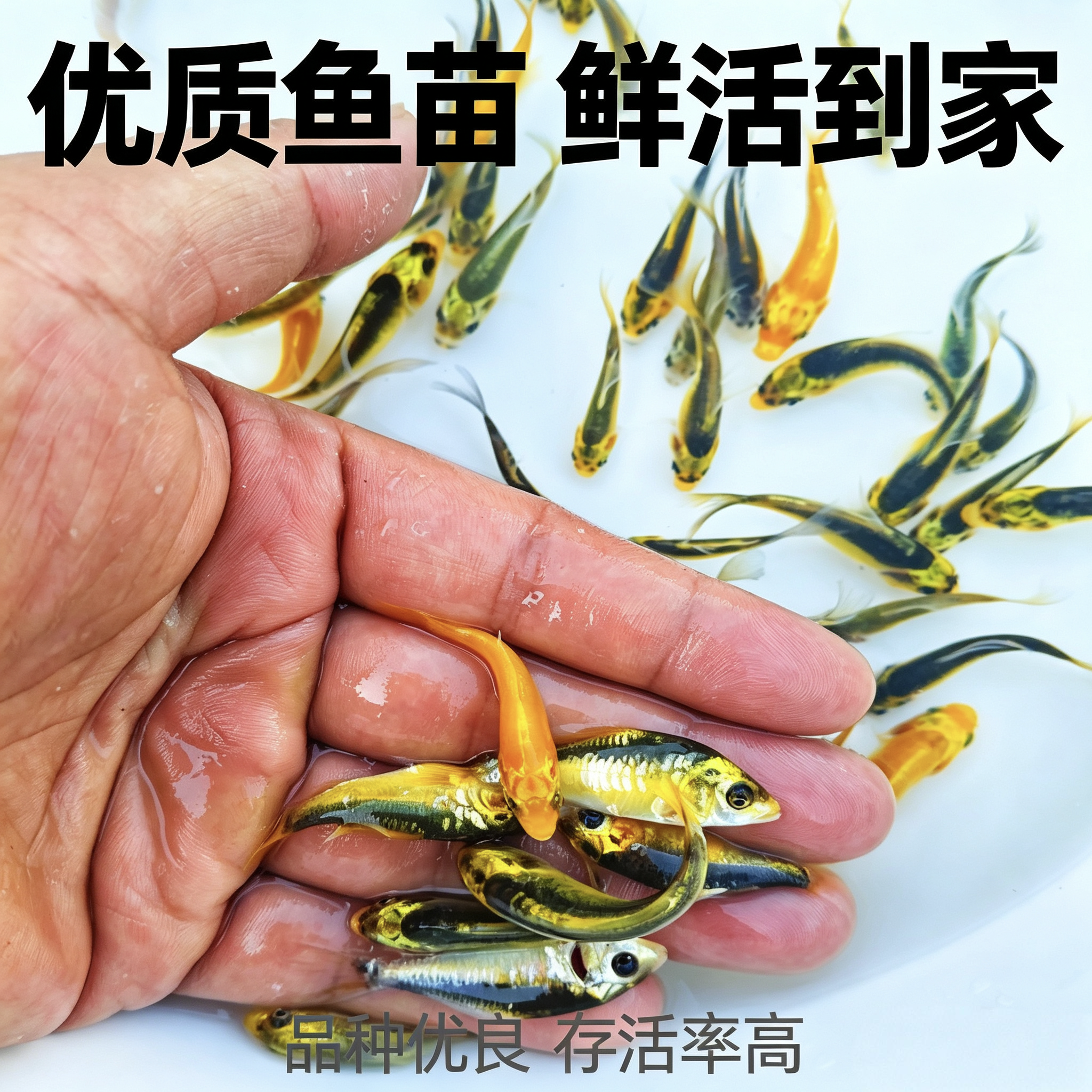 玛雅蝴蝶德系酋长锦鲤普身淡水冷水长尾耐寒观赏鱼好养耐活鱼苗