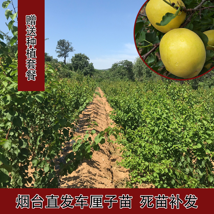 荷兰香蜜杏苗果树嫁接苗南方北方种植盆栽地栽当年结果带土杏果苗