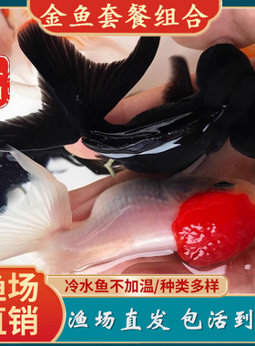 虎头泰狮观赏金鱼风水鹤顶红