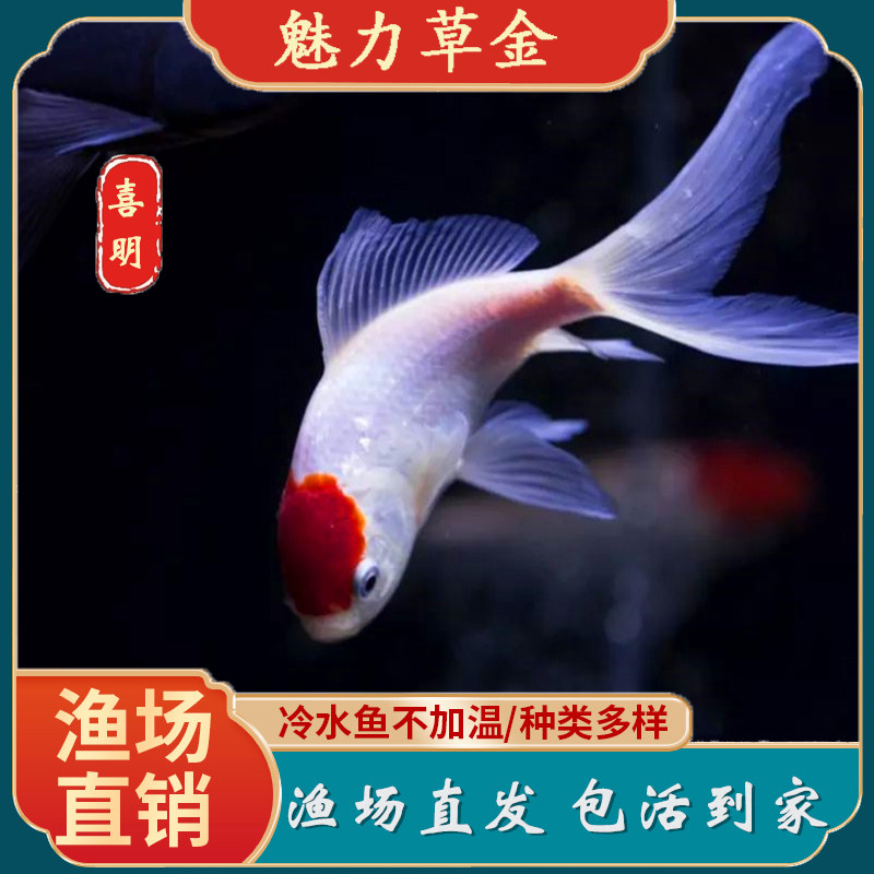小红鱼红鲫鱼彩色草金鱼观赏鱼