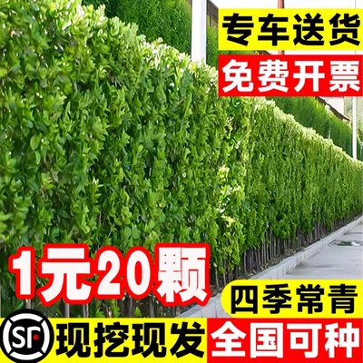 冬青树苗法国直立篱笆墙庭院围墙植物四季常青耐寒绿篱北海道黄杨