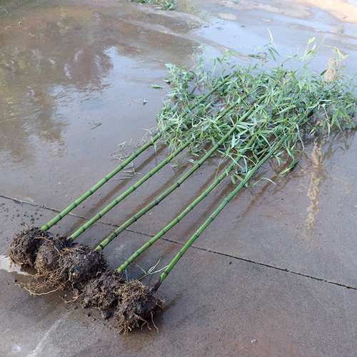 竹子苗四季青庭院植物北方耐寒紫竹苗早园竹罗汉大型毛竹户外盆栽