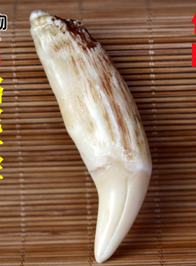 骆驼牙雕刻打磨吊坠背云配饰