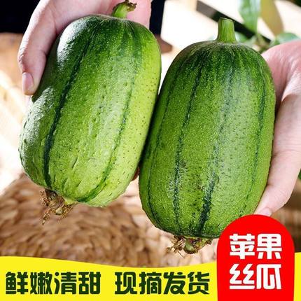 苹果丝瓜新鲜可生吃水果丝瓜蔬菜台湾肉丝瓜3/5斤