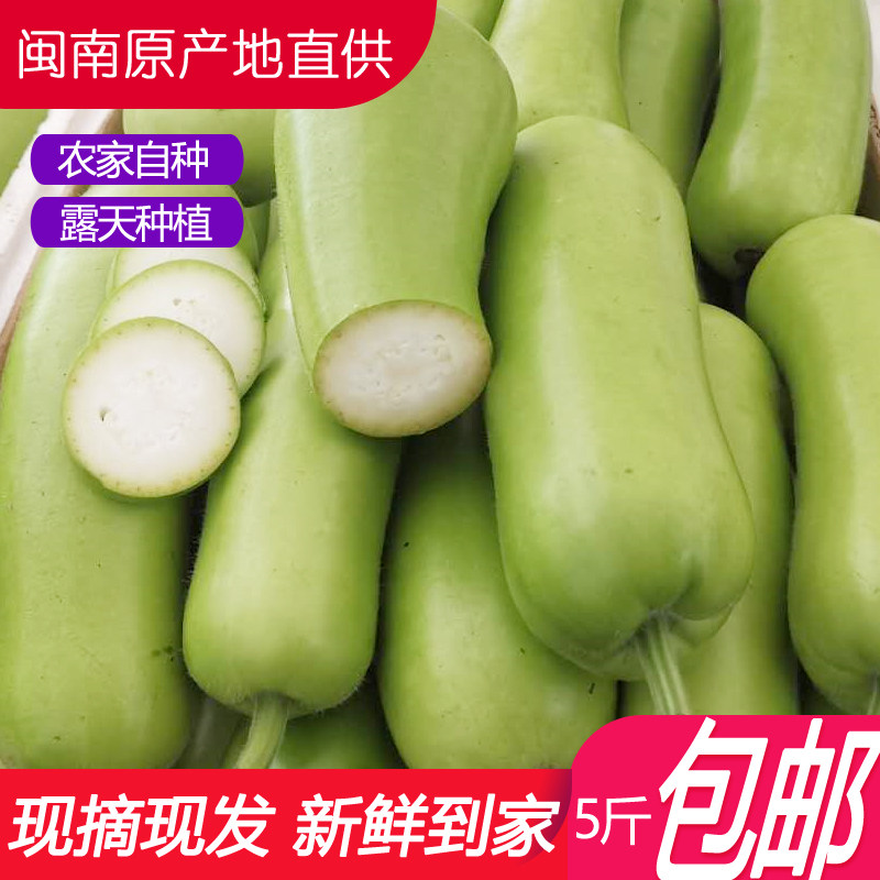 瓠子新鲜 福建蒲瓜葫芦短棒瓠瓜夜开花父子瓜现摘1-5斤