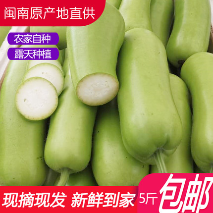 瓠子新鲜 福建蒲瓜葫芦短棒瓠瓜夜开花父子瓜现摘1-5斤