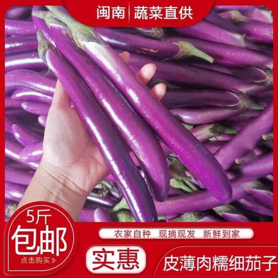 茄子新鲜 细小细线长茄子 饭店用茄瓜福建新鲜蔬菜现摘1-5斤装 水产肉类/新鲜蔬果/熟食 茄子 原图主图