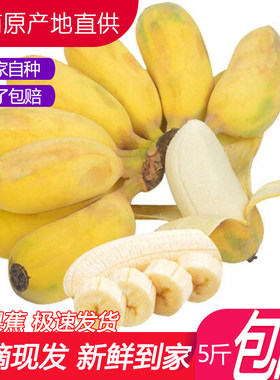 苹果蕉新鲜小粉蕉香蕉应季水果
